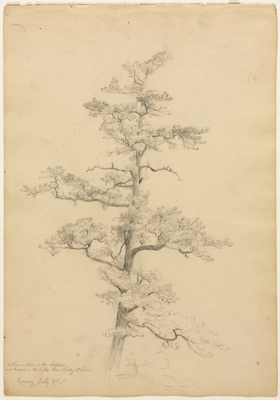 Sosna, Conway, New Hampshire recto, c. 1851. autorstwa David Johnson