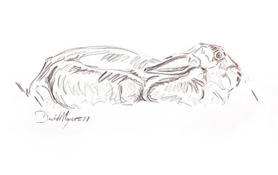 Zając brunatny leżący, 2012 (kontepastel na papierze) autorstwa David Mayer
