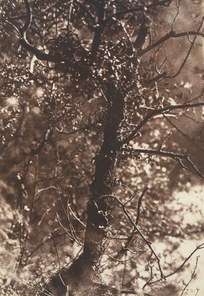 The Fairy Tree w Colinton, 1846. Twórcy: David Octavius Hill, Robert Adamson, Hill & Adamson. autorstwa Hill and Adamson
