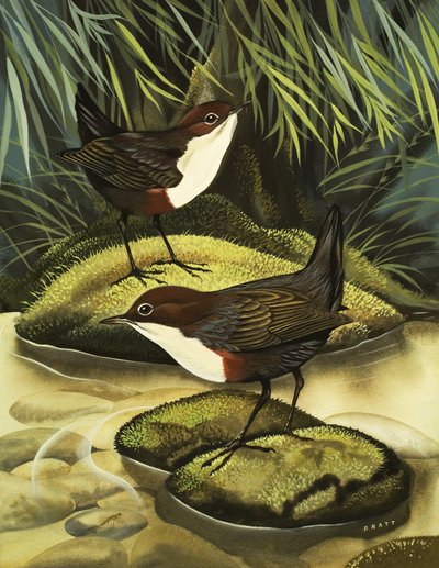 Dipper, znany również jako Water Ousel. autorstwa David Pratt