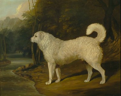 Portret psa, Ross autorstwa David of York Dalby