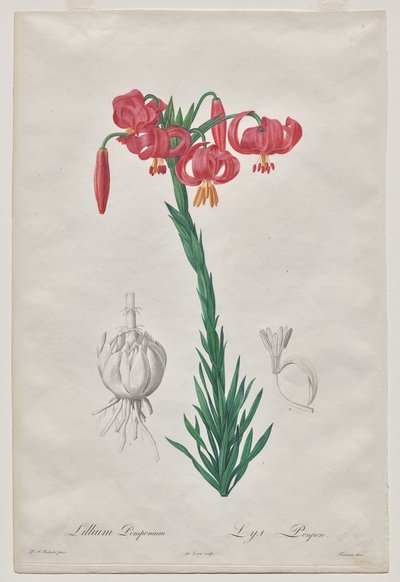 Lillium Pomponium (Turban Lily), płyta 7 z Les Liliacées autorstwa De Gouy