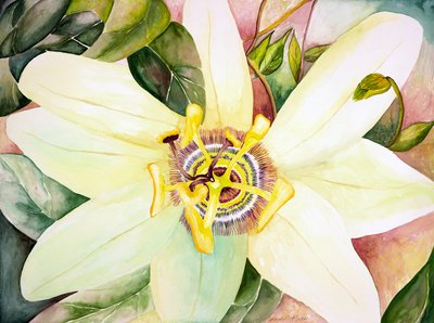 Passionflower, 2007 (akwarela) autorstwa Deborah Eve Alastra