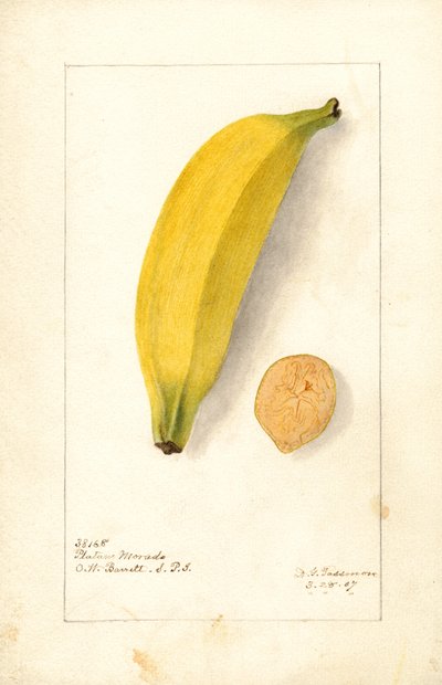 Banany (Musa: Fioletowy banan) (akwarela) autorstwa Deborah Griscom Passmore