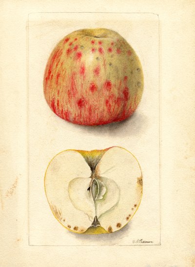 Gorzkie jabłka (Malus domestica) (akwarela) autorstwa Deborah Griscom Passmore
