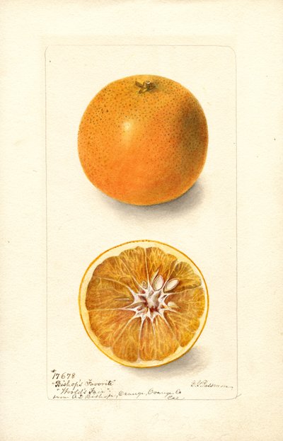 Pomarańcze (Citrus sinensis: Bishops Favorite) (akwarela) autorstwa Deborah Griscom Passmore