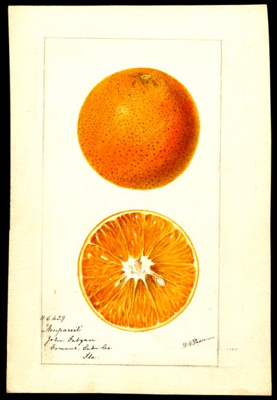 Pomarańcze. Citrus sinensis: Nonpareil (akwarela na papierze) autorstwa Deborah Griscom Passmore