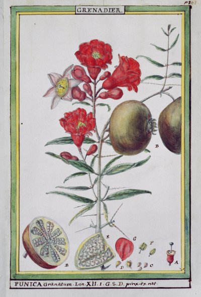 Drzewo granatu z Florindie ou Historie physico-economique des vegetaux de la Torride, 1789 autorstwa Delahaye
