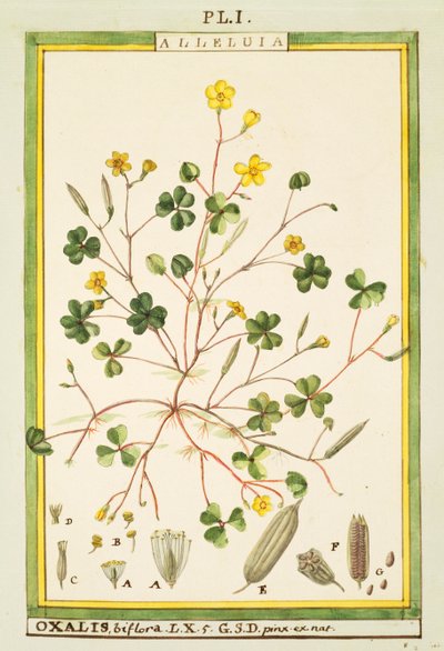 Jaskier bermudzki (Oxalis biflora lub pes-caprae), akwarela Delahaye autorstwa Delahaye Delahaye