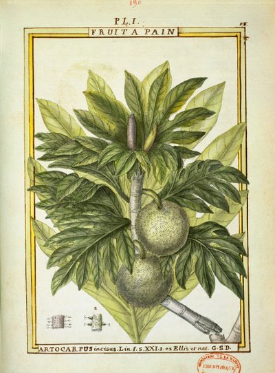 Chlebowiec (Artocarpus altilis), akwarela Delahaye autorstwa Delahaye Delahaye