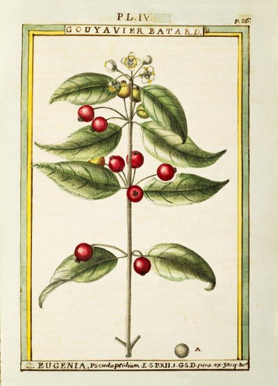 Brush Cherry (Eugenia pseudo-pridium), akwarela Delahaye autorstwa Delahaye Delahaye