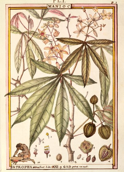 Maniok (Jatropha manihot), Delahaye, akwarela autorstwa Delahaye Delahaye