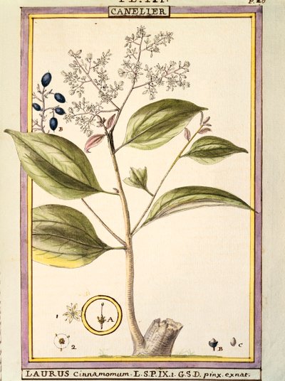 Cynamon (Laurus cinnamomum), akwarela Delahaye autorstwa Delahaye Delahaye