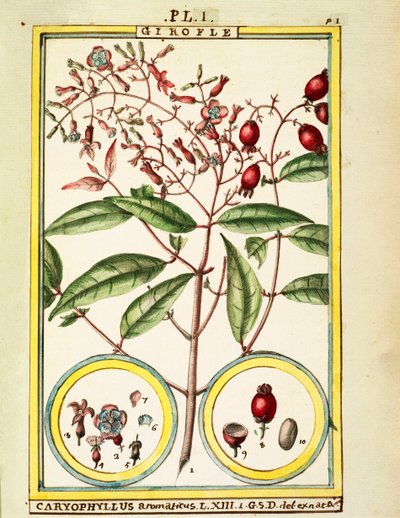 Goździk (Caryophyllus Aromaticus), akwarela Delahaye autorstwa Delahaye Delahaye