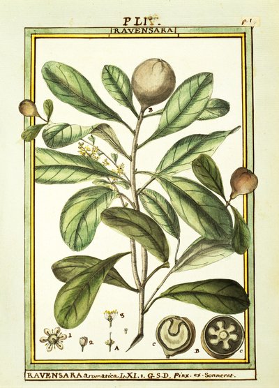 Cryptocarya Aromatica, akwarela Delahaye autorstwa Delahaye Delahaye
