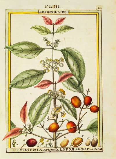 Eugenia Brignolla, akwarela Delahaye autorstwa Delahaye Delahaye