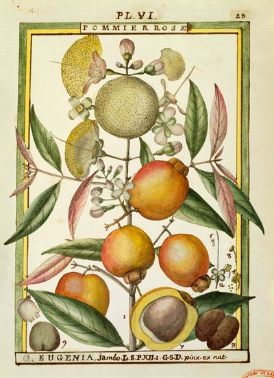 Malabar Plum lub Rose apple (Eugenia Jambos lub Syzygium Jambos), akwarela Delahaye autorstwa Delahaye Delahaye