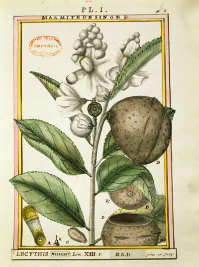 Monkey Pot Nut (lecythis minor), akwarela Delahaye autorstwa Delahaye Delahaye
