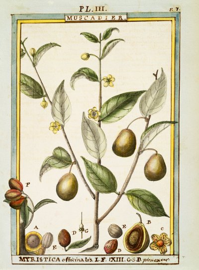 Gałka muszkatołowa (Myristica fragrans lub officinalis), akwarela Delahaye autorstwa Delahaye Delahaye