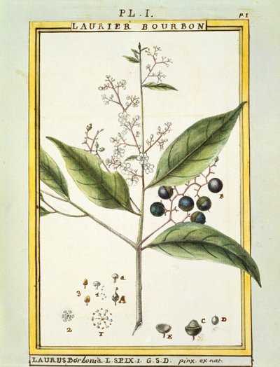 Red Bay Tree (Laurus borbonia lub Persea carolinensis), akwarela Delahaye autorstwa Delahaye Delahaye