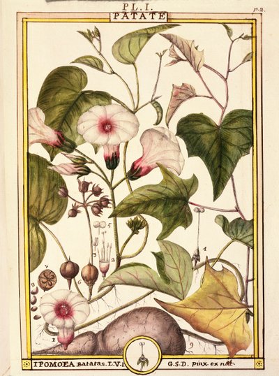 Batat (Ipomea batatas), Delahaye, akwarela autorstwa Delahaye Delahaye