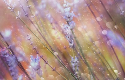 Marzycielski efekt bokeh w odcieniach lawendy autorstwa Delphine Devos