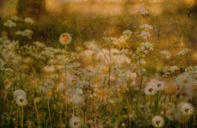 Biedronka z Golden Meadow autorstwa Delphine Devos