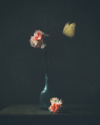 Motyl z gatunku „Moody Carnation” autorstwa Delphine Devos