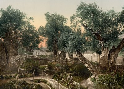 Ogród Getsemani, Jerozolima, Ziemia Święta, ok. 1890-ok. 1900 (odbitka fotochromowa) autorstwa Detroit Photographic Co.