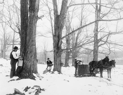 Zbieranie soków w obozie cukru klonowego Vermont autorstwa Detroit Publishing Co.