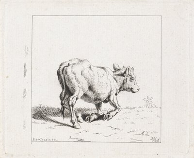 Rosnące cielę autorstwa Diederik Jan Singendonck