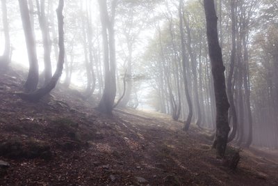 Camino a Roncesvalles, 2016 (zdjęcie cyfrowe) autorstwa Diego Beyro