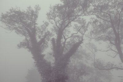 Drzewo z płaszczem i mgłą, 2016 (zdjęcie cyfrowe) autorstwa Diego Beyro