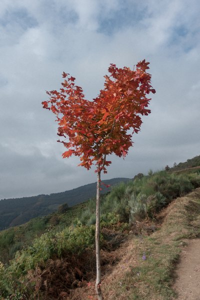 Drzewo serca, 2016 (zdjęcie cyfrowe) autorstwa Diego Beyro