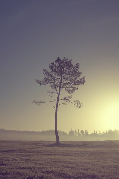 Drzewo na drodze, 2016 (zdjęcie cyfrowe) autorstwa Diego Beyro