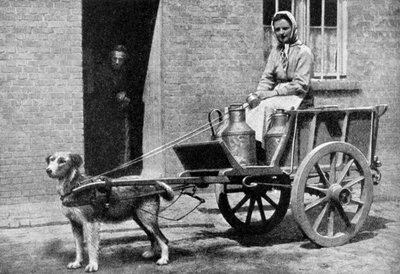 Belgijska mleczarka podczas porannej rundy, Belgia, 1922. autorstwa Donald McLeish