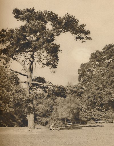 W Hadley Woods, pozostałość po starym królewskim lesie myśliwskim Enfield Chase, c1935. autorstwa Donald McLeish
