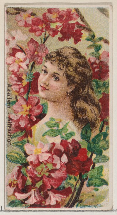 Azalia: Attraction, z serii Floral Beauties and Language of Flowers N75 dla Duke..., 1892. autorstwa Donaldson Brothers