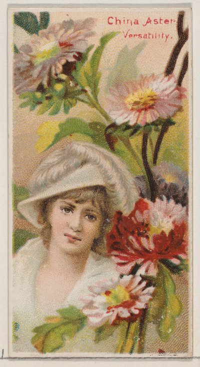 China Aster: Versatility, z serii Floral Beauties and Language of Flowers N75 fo..., 1892. autorstwa Donaldson Brothers