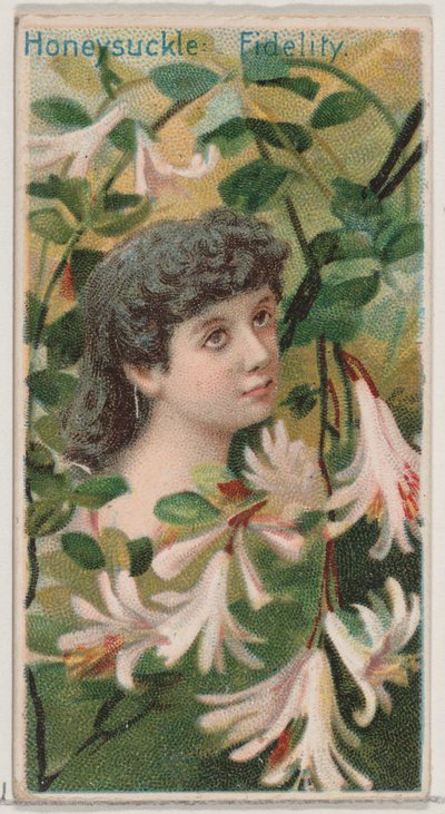 Wiciokrzew: Wierność, z serii Kwiatowe piękności i Język kwiatów N75 dla D..., 1892. autorstwa Donaldson Brothers