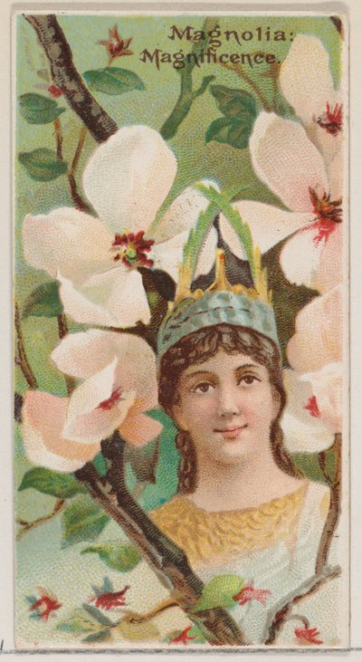 Magnolia: Magnificence, z serii Floral Beauties and Language of Flowers N75 za ..., 1892. autorstwa Donaldson Brothers