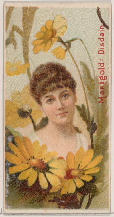 Marigold: Pogarda, z serii Kwiatowe piękności i język kwiatów N75 dla Duke…, 1892. autorstwa Donaldson Brothers