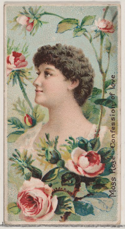 Moss Rose: Wyznanie miłości, z serii Kwiatowe piękności i język kwiatów N7..., 1892. autorstwa Donaldson Brothers