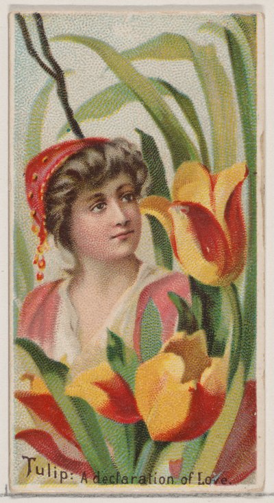 Tulip: Deklaracja miłości, z serii Kwiatowe piękności i język kwiatów N75..., 1892. autorstwa Donaldson Brothers