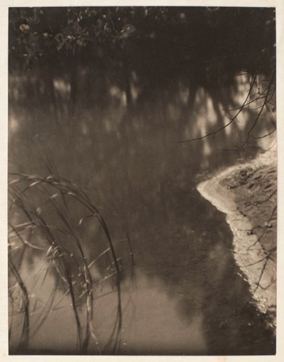 Studium drzew odbijających się w wodzie, ok. 1925-34 (odbitka platynowa) autorstwa Doris Ulmann