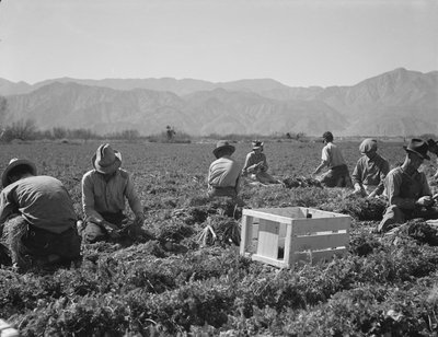 Ściągacze marchewek z Teksasu, Oklahomy, Missouri, Arkansas i Meksyku, Kalifornii autorstwa Dorothea Lange
