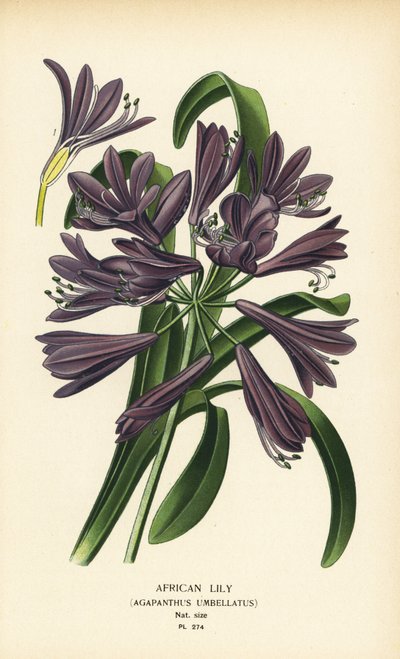 Lilia afrykańska, Agapanthus africanus (Agapanthus umbellatus). Chromolithograph z ilustracji Desire Bois z filmu Ulubione kwiaty ogrodu i szklarni Edwarda Stepa, Frederick Warne, Londyn autorstwa Désiré Georges Jean Marie Bois