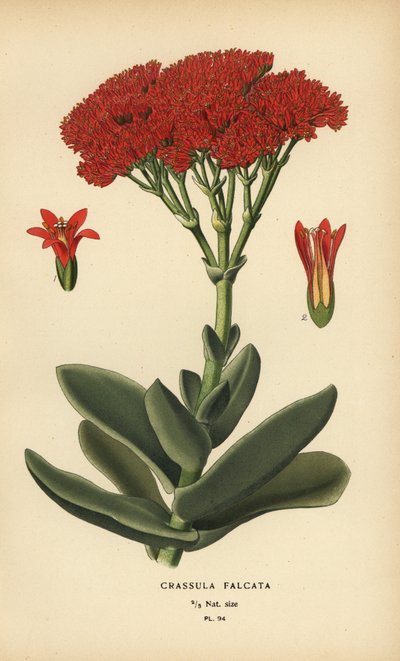 Roślina samolotowa, Crassula perfoliata var. szczęka. autorstwa Désiré Georges Jean Marie Bois