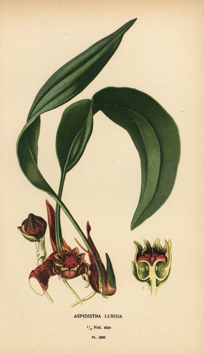 Aspidistra lurida. Chromolithograph z ilustracji Desire Bois z filmu Ulubione kwiaty ogrodu i szklarni Edwarda Stepa, Frederick Warne, Londyn autorstwa Désiré Georges Jean Marie Bois