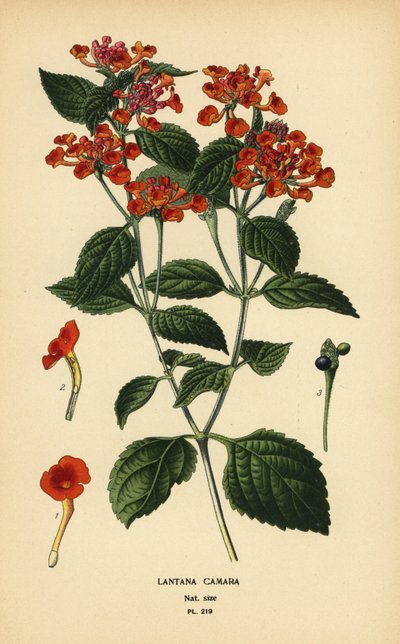 Duża szałwia, ghaneri lub malina, Lantana camara. Chromolithograph z ilustracji Desire Bois z filmu Ulubione kwiaty ogrodu i szklarni Edwarda Stepa, Frederick Warne, Londyn autorstwa Désiré Georges Jean Marie Bois